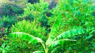status,status video,status song,status whatsap,beast song,good song,video,natural