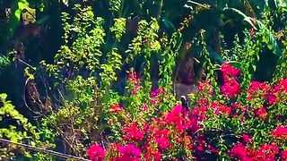 status,status video,status song,status whatsap,beast song,good song,video,natural