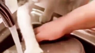 قطة شغالة