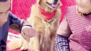 Funny animals dog and???