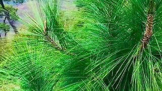 status,status video,status song,status whatsap,beast song,good song,video,natural