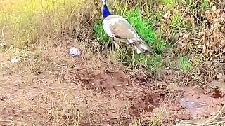 1590,status,status video,status song,status whatsap,beast song,good song,video,natural