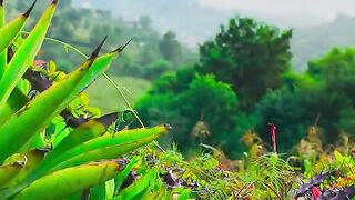 status,status video,status song,status whatsap,beast song,good song,video,natural