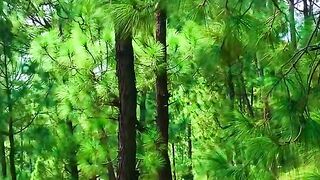 status,status video,status song,status whatsap,beast song,good song,video,natural