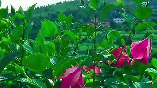 status,status video,status song,status whatsap,beast song,good song,video,natural