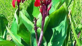 status,status video,status song,status whatsap,beast song,good song,video,natural