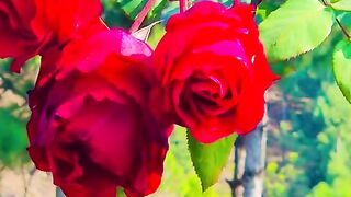 status,status video,status song,status whatsap,beast song,good song,video,natural