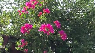 1620,status,status video,status song,status whatsap,beast song,good song,video,natural