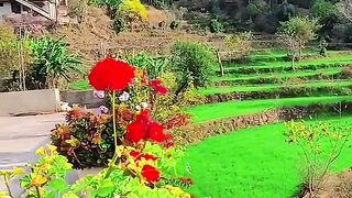 status,status video,status song,status whatsap,beast song,good song,video,natural