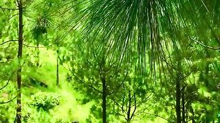 status,status video,status song,status whatsap,beast song,good song,video,natural