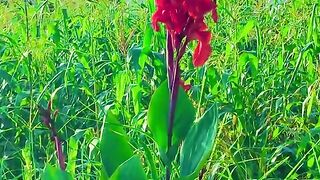 1640,status,status video,status song,status whatsap,beast song,good song,video,natural