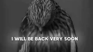 THE KING WILLBE BACK