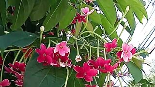 Lindas flores