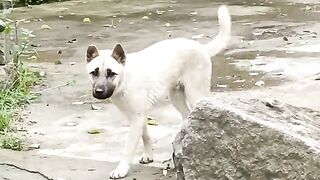 funny dog 26