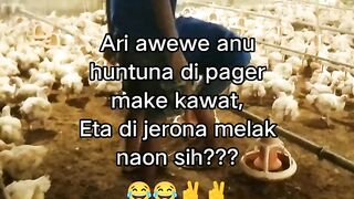 ayam broiler || kata kata lucu 618