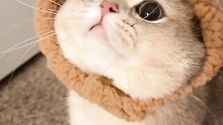 the cutest little cat