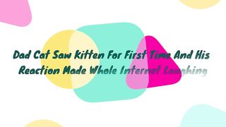 Dad Cat Saw Kitten For First Time And His Reaction Made Whole Internet Laughing