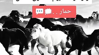 اوعى تتدخل سباق