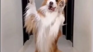They're all over smart dog