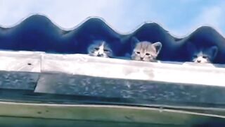 Collection of cats