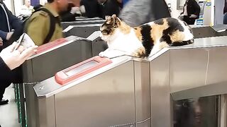 Cat ticket checker