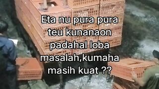 ayam broiler || kata kata lucu 619