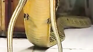 The king cobra makes a hissing sound like a roar