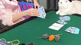funny video# Funny cat ????????