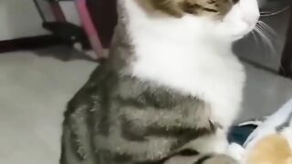 So funny cat ????????????????????