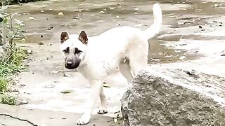 Dancing dog 4