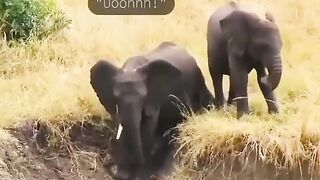The baby elephant played on the slide very happily
