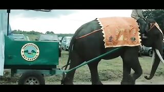 Sumatran elephant festival in Lampung province