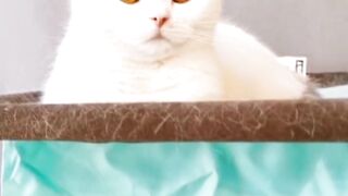 Cat in attitude
