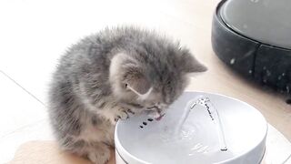 little cat very cut