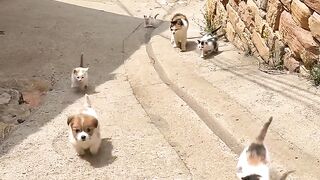 family cute cat