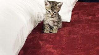 very very cute cat