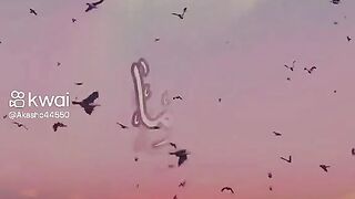 كلما ذاد
