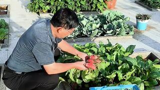 Fresh vegetable 2