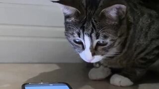 Cat loves fishing