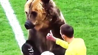 دب يقتحم الملاعب