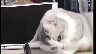 The Cat 3