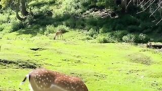 deer beauty