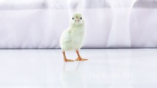 Cute Baby Chickens - Funny Baby chicks.