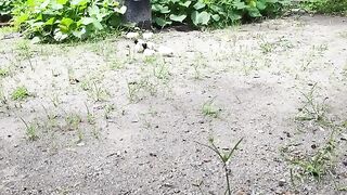 mothers hen  her baby chicks to eat- chicken sound.