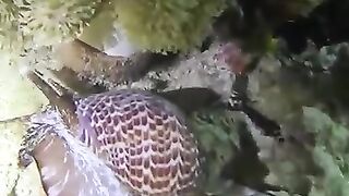 La vie sous la mer 2