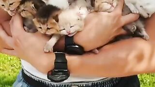 Gays more Kittens are here