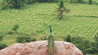Beautiful peacock in the world 2