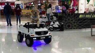 Cute dog driving a car