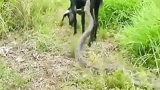 Mouton et python
