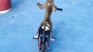 Monkey riding a bike
